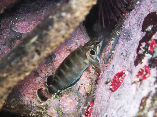 Spotcheek blenny (Brockius nigricinctus) — Labrisomidae