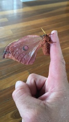 Opodiphthera loranthi