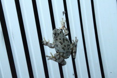 Hyla arenicolor
