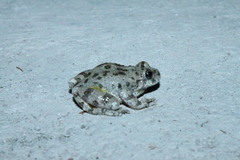 Hyla arenicolor