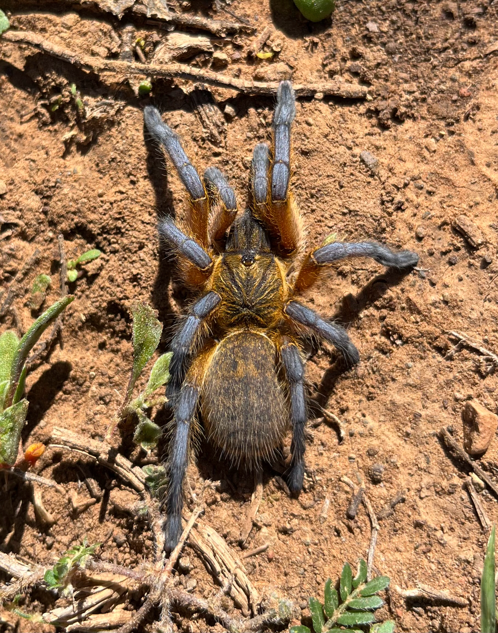 Golden Blue Leg Baboon Spider (Harpactira pulchripes) · iNaturalist