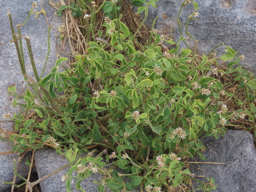 Alternanthera echinocephala (Alternanthera echinocephala)