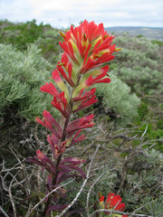 Castilleja latifolia