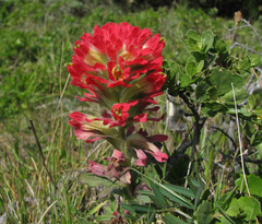 Castilleja latifolia