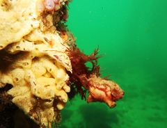 Pyura gibbosa