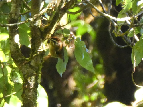 Rufous-winged Fulvetta (Schoeniparus castaneceps), photo 4