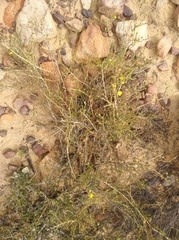 Aspalathus wittebergensis