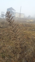 Echium italicum biebersteinii