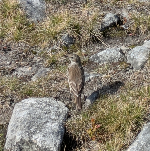 Bisbita alpino (Anthus spinoletta)