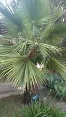 Hyphaene thebaica