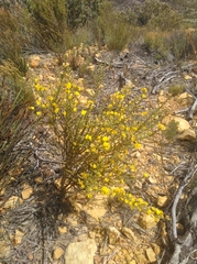 Aspalathus triquetra