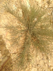 Aspalathus florulenta