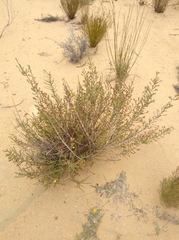 Aspalathus triquetra