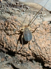 Assamiidae