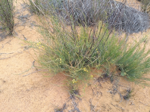 Image of Lebeckia brevicarpa by (c) Brian du Preez, some rights reserved (CC BY-SA)