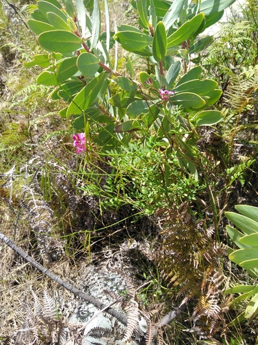 Image of Indigofera stirtonii by (c) Brian du Preez, some rights reserved (CC BY-SA)