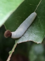 Seseria formosana