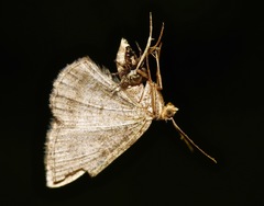 Pelegrina sabinema