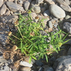 Leucas lavandulifolia