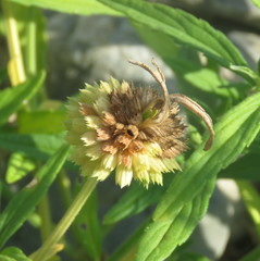 Leucas lavandulifolia