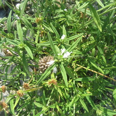 Leucas lavandulifolia