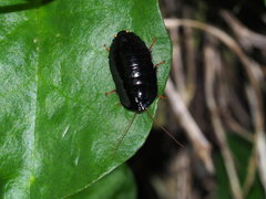 Pseudoglomeris nigra