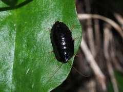 Pseudoglomeris nigra