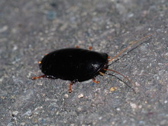 Pseudoglomeris nigra