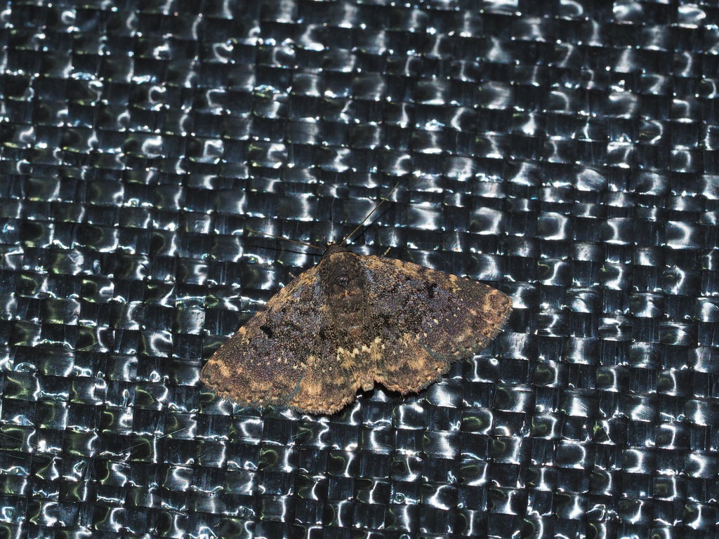 Oruza albigutta