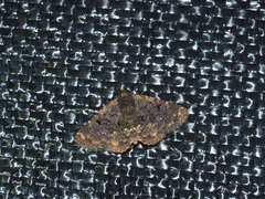 Oruza albigutta