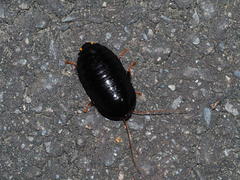 Pseudoglomeris nigra