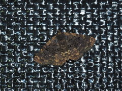 Oruza albigutta