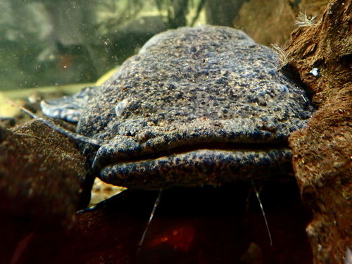 Cephalosilurus nigricaudus