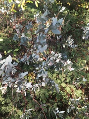 Arctostaphylos viscida