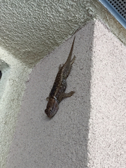 Sceloporus magister