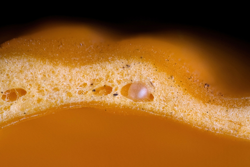 orange bladder (Glaziella aurantiaca)