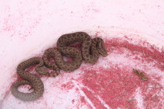 Crotalus triseriatus
