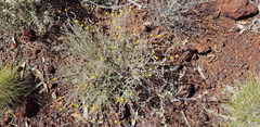 Acacia adoxa