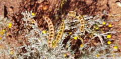 Acacia adoxa
