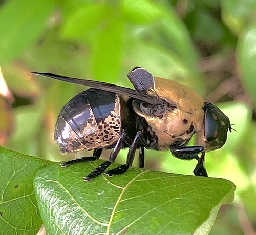 Cuterebra abdominalis photo 2