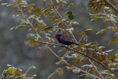 Red-Faced Barbet photo 5