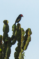 Red-Faced Barbet photo 4