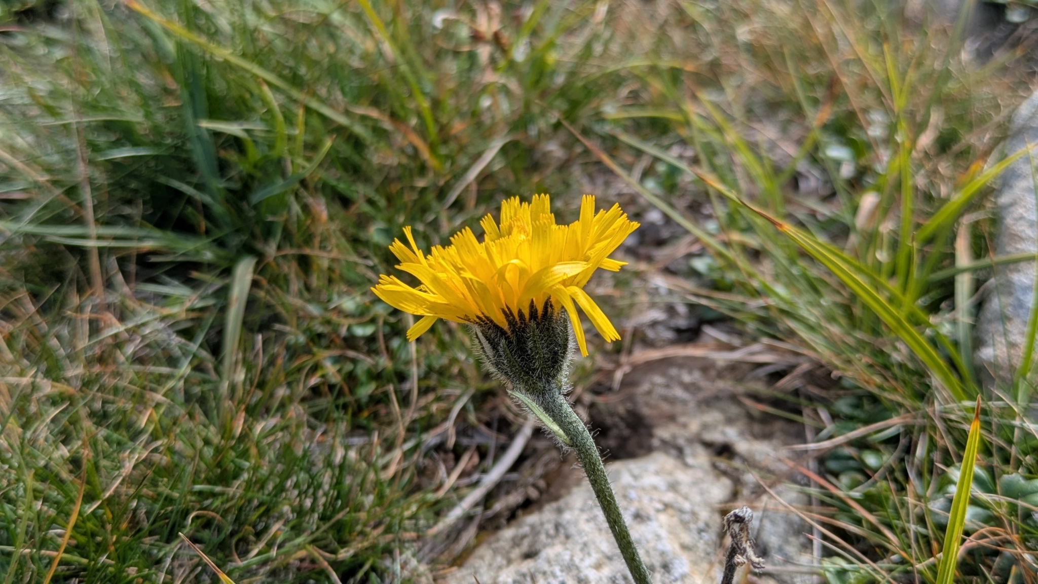 Alpine Hawkweed (Hieracium alpinum)