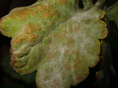 Erysiphe macleayae