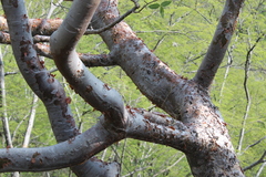 Bursera kerberi