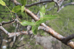 Bursera kerberi