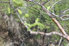 Bursera kerberi