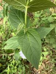 Thunbergia natalensis
