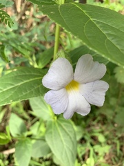 Thunbergia natalensis