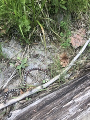 Lampropeltis pyromelana